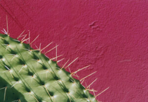 Prikkelende cactus met roze achtergrond